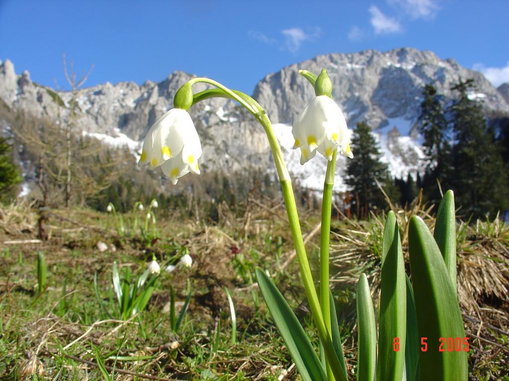 Holiday Chalet "Alpine Dreams" With Private Wellness Solčava Zewnętrze zdjęcie
